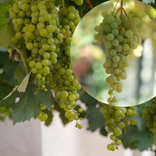 Vitis vinifera 'Veldze' - Harilik viinapuu 'Veldze' C7/7L